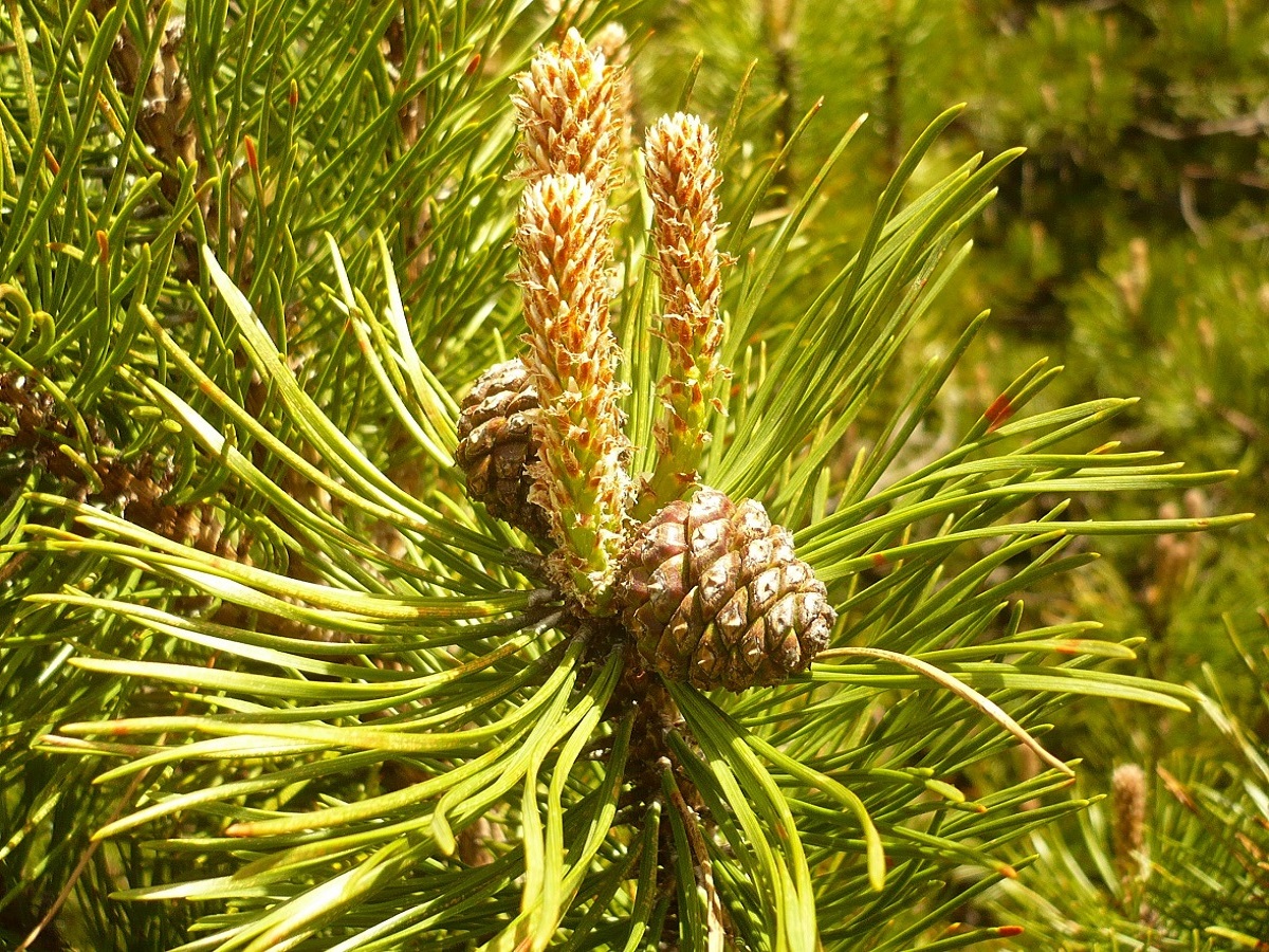 Pinus mugo subsp. uncinata (Pinaceae)